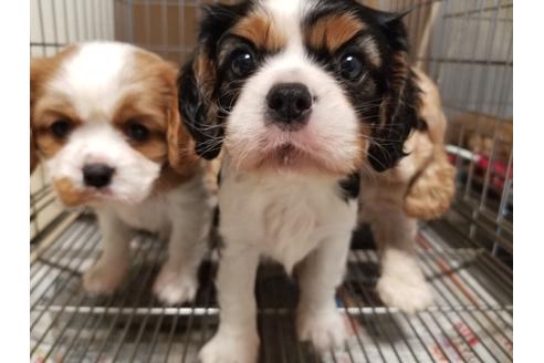 成約済の愛知県のキャバリアキングチャールズスパニエル-86978の1枚目