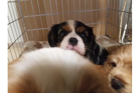 成約済の愛知県のキャバリアキングチャールズスパニエル-86978の2枚目