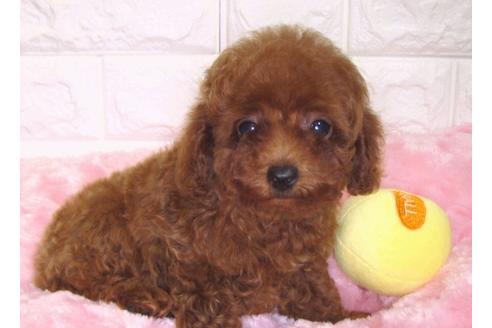 成約済の茨城県のトイプードル-87598