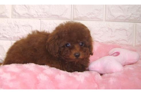 成約済の茨城県のトイプードル-87602