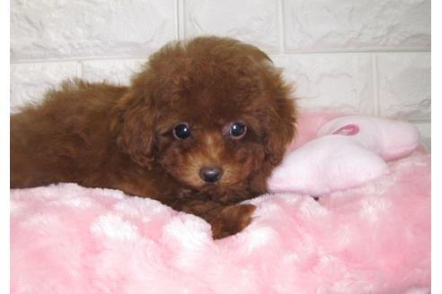 成約済の茨城県のトイプードル-87602の3枚目