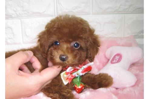 成約済の茨城県のトイプードル-87602の2枚目