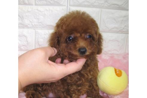 成約済の茨城県のトイプードル-87598の3枚目