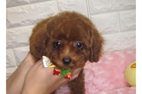 成約済の茨城県のトイプードル-87598の2枚目