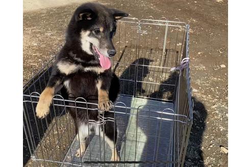 成約済の山梨県の柴犬-77262の4枚目