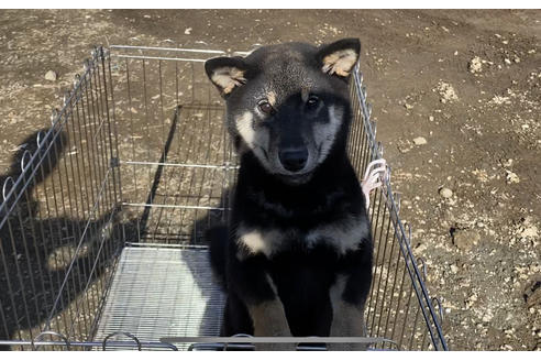 成約済の山梨県の柴犬-77262