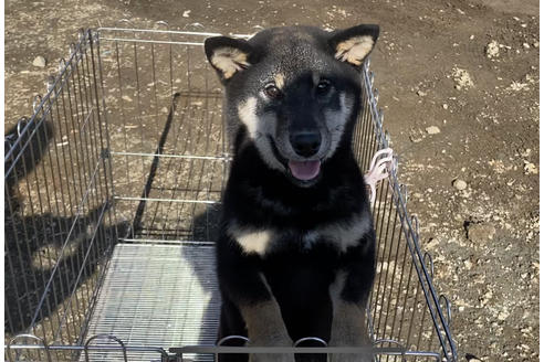 成約済の山梨県の柴犬-77262の3枚目