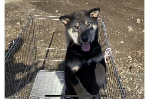 成約済の山梨県の柴犬-77262の2枚目