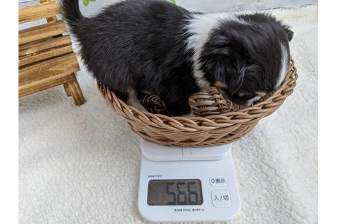 成約済の静岡県のチワワ(ロングコート)-85562の2枚目