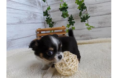 成約済の静岡県のチワワ(ロングコート)-85562