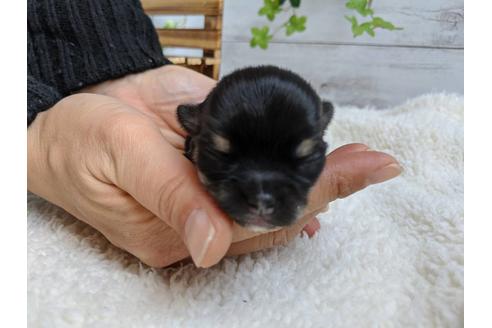 成約済の静岡県のチワワ(ロングコート)-87626の1枚目