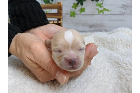 成約済の静岡県のチワワ(ロングコート)-87627の6枚目