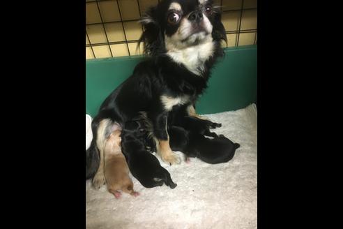 成約済の静岡県のチワワ(ロングコート)-87628の11枚目