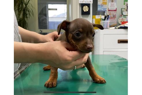 成約済の山梨県のミニチュアピンシャー(ミニピン)-86290の3枚目