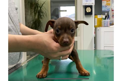 成約済の山梨県のミニチュアピンシャー(ミニピン)-86290の1枚目