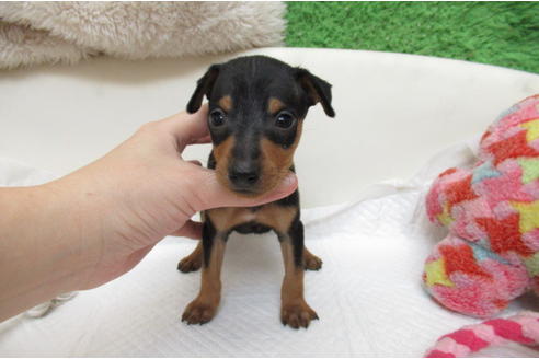 関西でミニチュアピンシャー(ミニピン)の子犬を探す（260ページ
