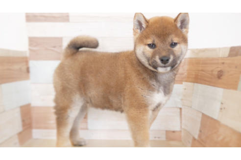 成約済の福岡県の柴犬-87729の1枚目