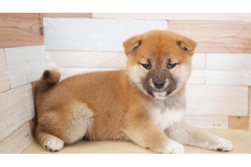 成約済の福岡県の柴犬-87731の1枚目