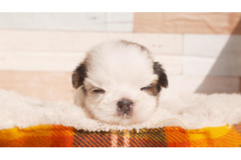 成約済の福岡県のシーズー-87741の1枚目