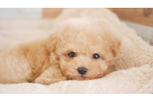 成約済の福岡県のトイプードル-87742の1枚目