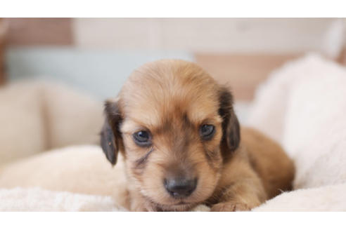 成約済の福岡県のミニチュアダックスフンド(ロングヘアード)-87743の1枚目