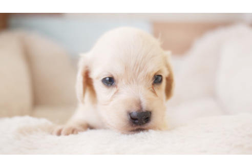 成約済の福岡県のミニチュアダックスフンド(ロングヘアード)-87744の1枚目