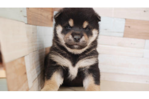 成約済の福岡県の柴犬-87745の1枚目