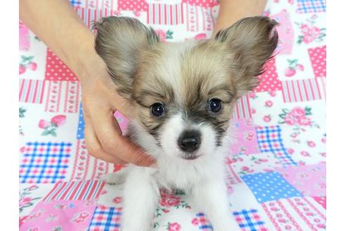 成約済の千葉県のパピヨン-85711の1枚目