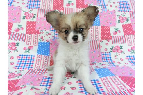 成約済の千葉県のパピヨン-85711の4枚目