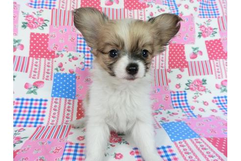 成約済の千葉県のパピヨン-85711の3枚目