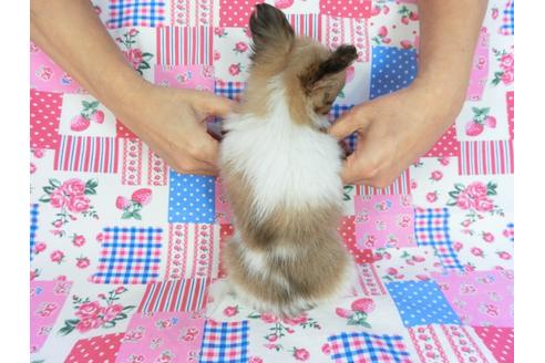 成約済の千葉県のパピヨン-85711の2枚目