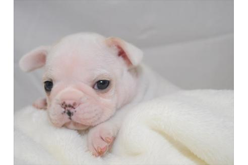 成約済の愛知県のフレンチブルドッグ-87763の3枚目