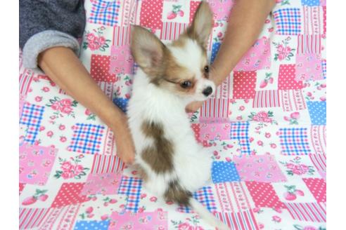 成約済の千葉県のパピヨン-86414の2枚目