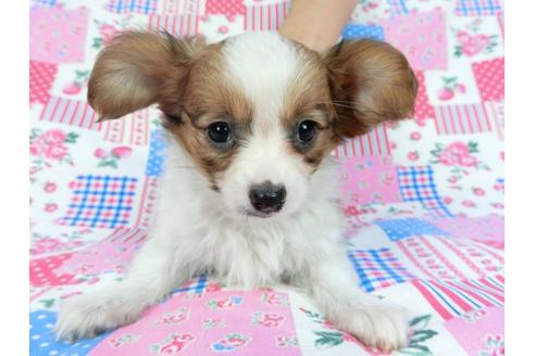 成約済の千葉県のパピヨン-85712の20枚目