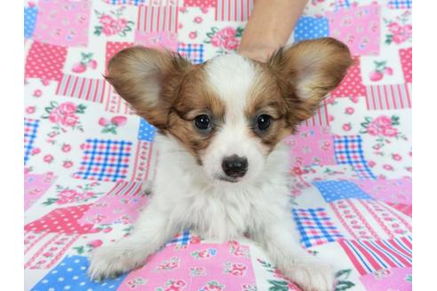 成約済の千葉県のパピヨン-85712の19枚目