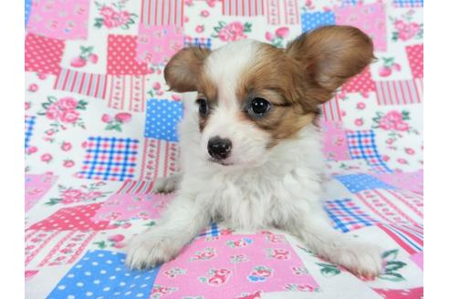 成約済の千葉県のパピヨン-85712の18枚目