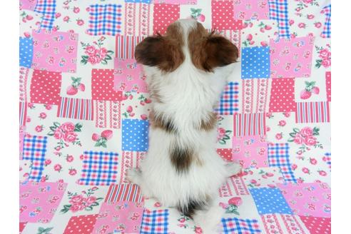 成約済の千葉県のパピヨン-85712の17枚目