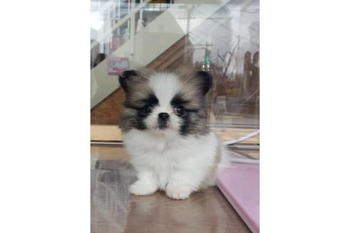 成約済の大阪府のミックス犬-87788の4枚目