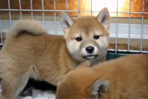 成約済の愛知県の柴犬-85192の1枚目