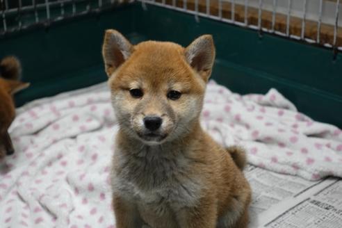 成約済の愛知県の柴犬-85192の5枚目