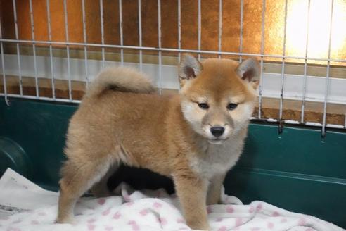 成約済の愛知県の柴犬-85192の4枚目