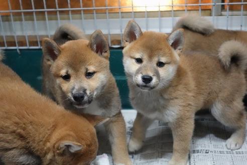 成約済の愛知県の柴犬-85192の3枚目