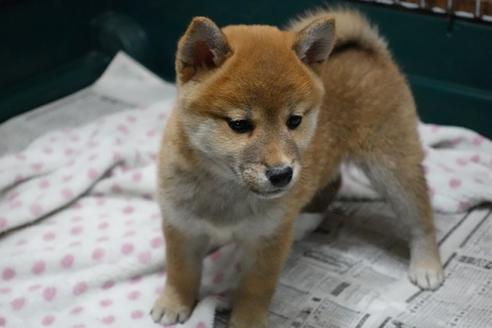 成約済の愛知県の柴犬-85192の2枚目