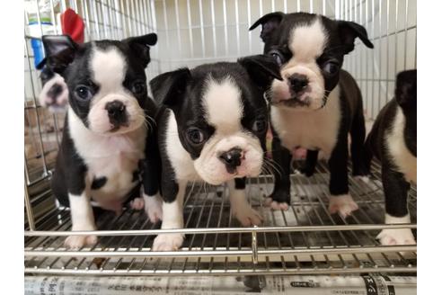 成約済の愛知県のボストンテリア-87818の1枚目