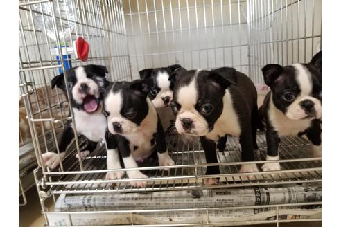 成約済の愛知県のボストンテリア-87818の4枚目