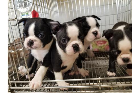 成約済の愛知県のボストンテリア-87818の2枚目