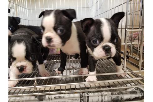 成約済の愛知県のボストンテリア-87818の3枚目