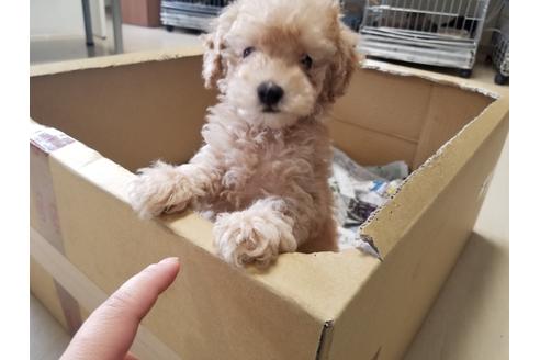 成約済の愛知県のトイプードル-87822の2枚目