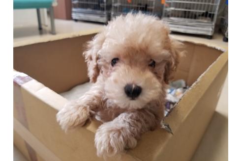 成約済の愛知県のトイプードル-87822の3枚目