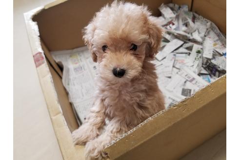 成約済の愛知県のトイプードル-87822の1枚目